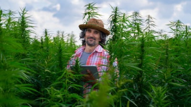 1 New Reason to Consider Buying Tilray Brands Stock, and 1 New Reason to Sell