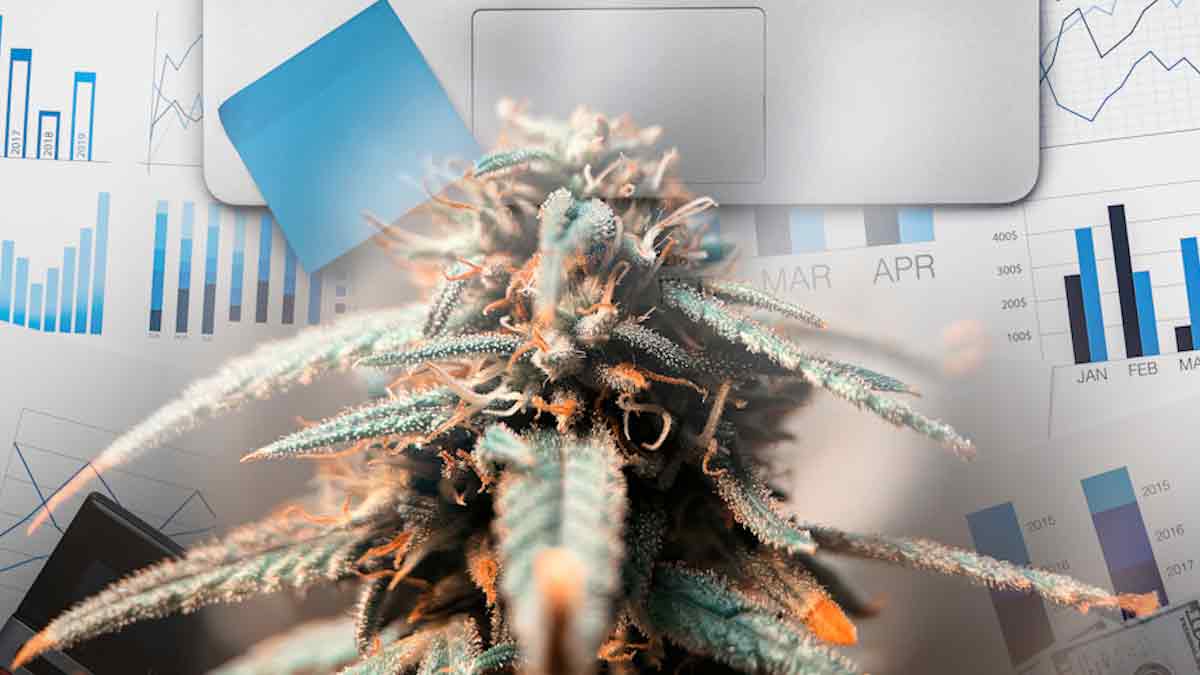 3 Top Marijuana Stocks To Buy For Potential Gains In The Stock Market 2025