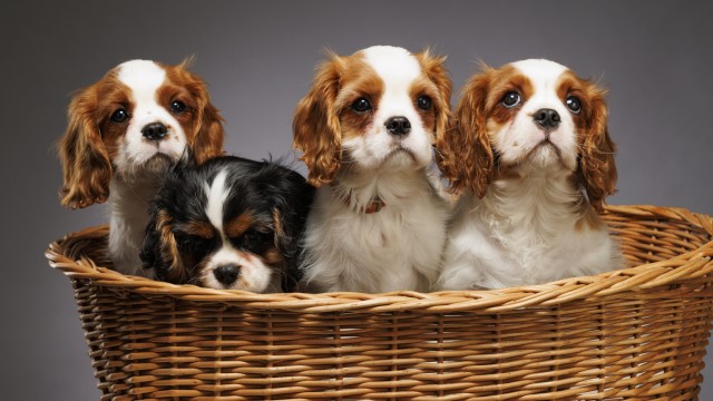 4 Dividend Aristocrats To Buy In June And 4 To Watch