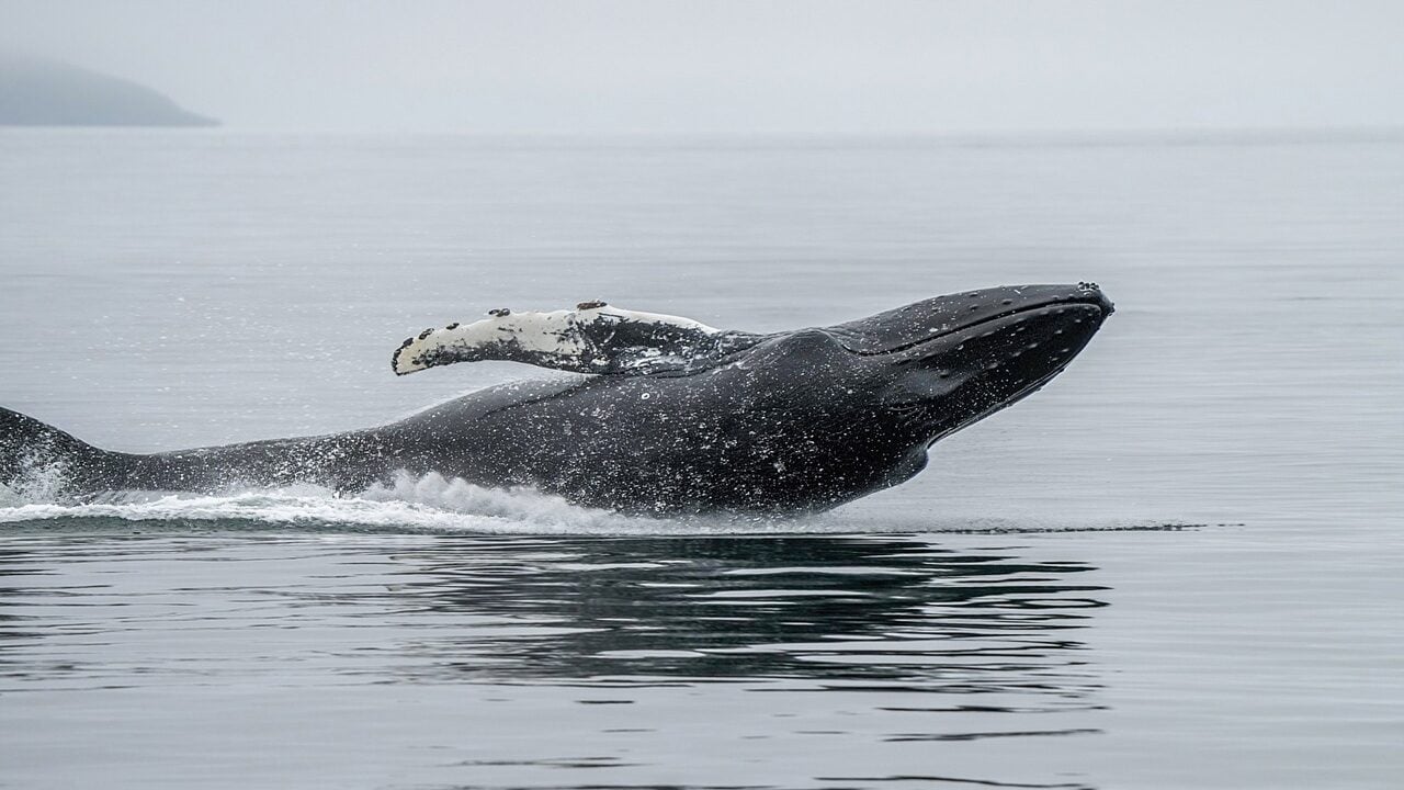 A Bitcoin Whale Just Woke up With $188M After 7 Years — Here's What Else Moved