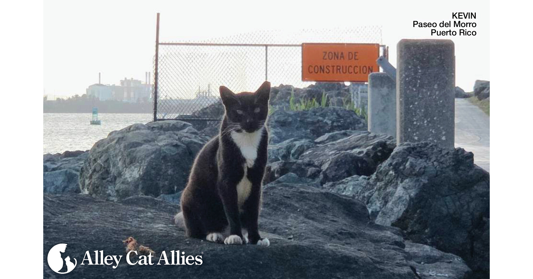 Alley Cat Allies Continues to Protect the Cats of the Paseo del Morro and Collaborates with Puerto Rico Leaders