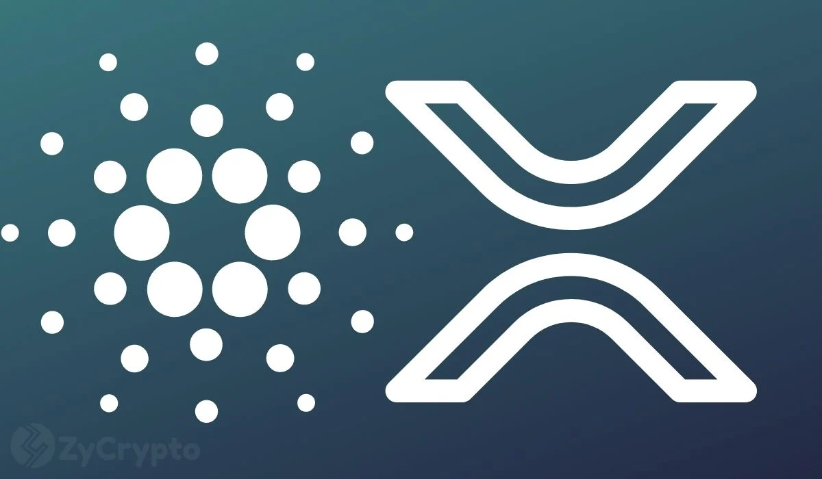 Are Cardano and XRP Whales Preparing for a Rocket Move? On-Chain Metrics Spotlights New Development