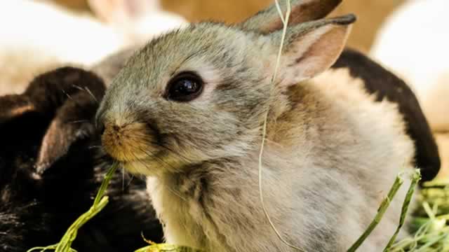 Are Consumer Discretionary Stocks Lagging Central Garden & Pet (CENTA) This Year?