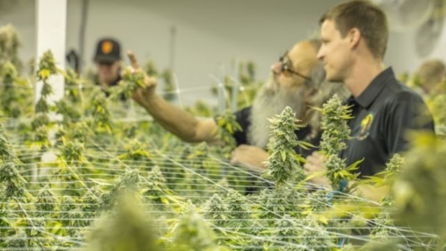 Foto von Australis Capital says conditional licenses can be converted to annual adult usage cultivation and manufacturing licenses in New Jersey