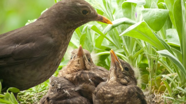 Bausch + Lomb Corporation: Spin-Off Ready To Fly Troubled Nest And Find Upside