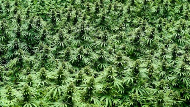 Foto von Bearish Wave Tumbles Marijuana Stocks