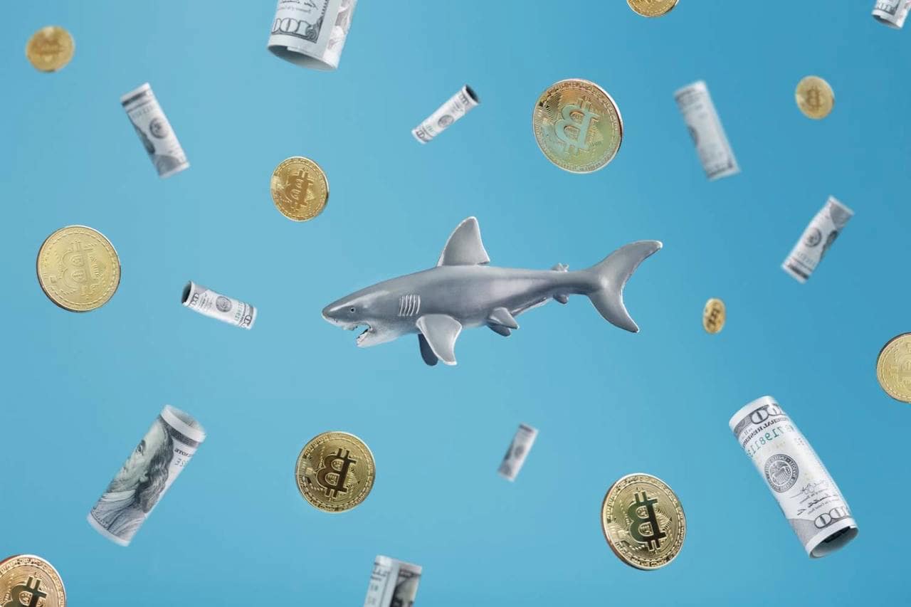 Bitcoin sharks are on a buying spree: Here's what you need to know