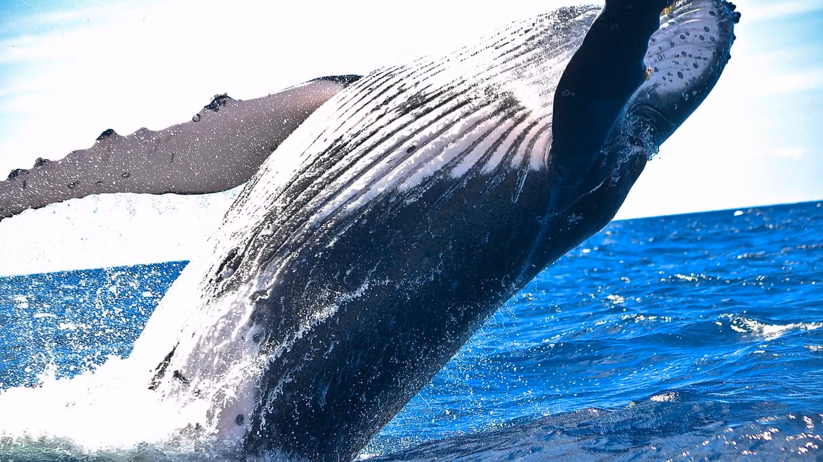 Bitcoin whale that sat through the March 2020 crash moves $378 million