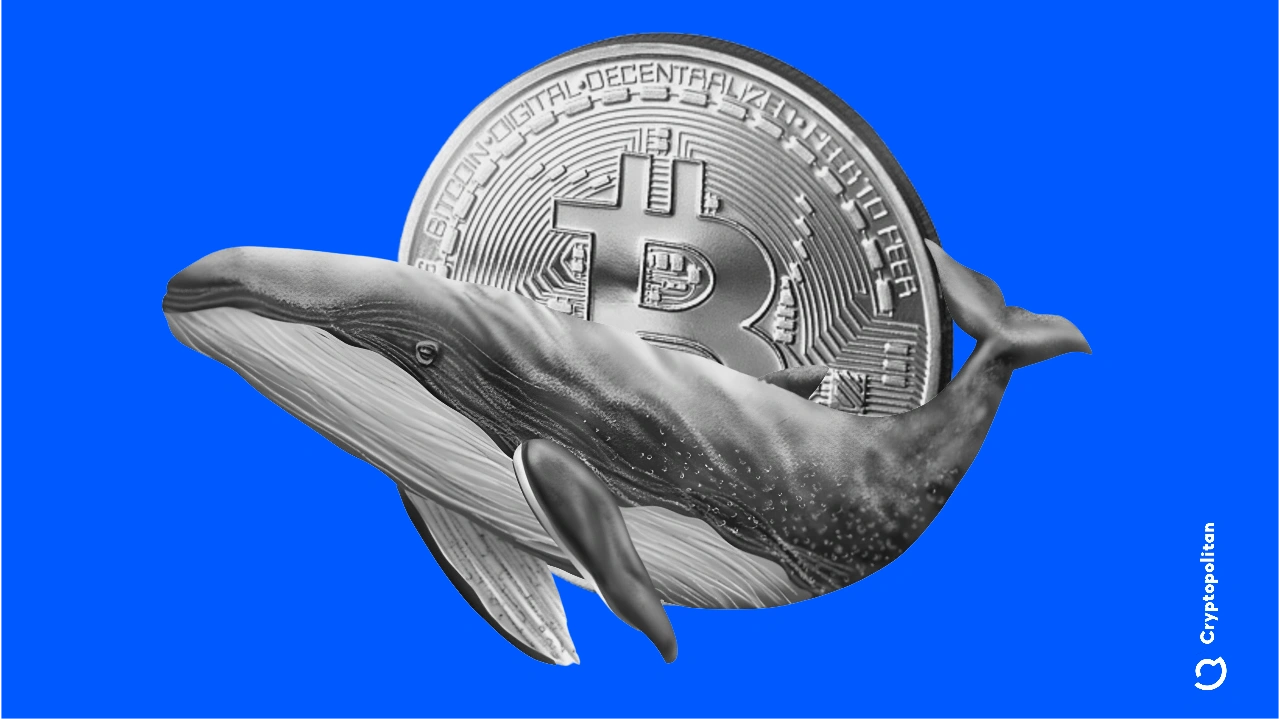 Bitcoin whales define new trading range amid market shifts