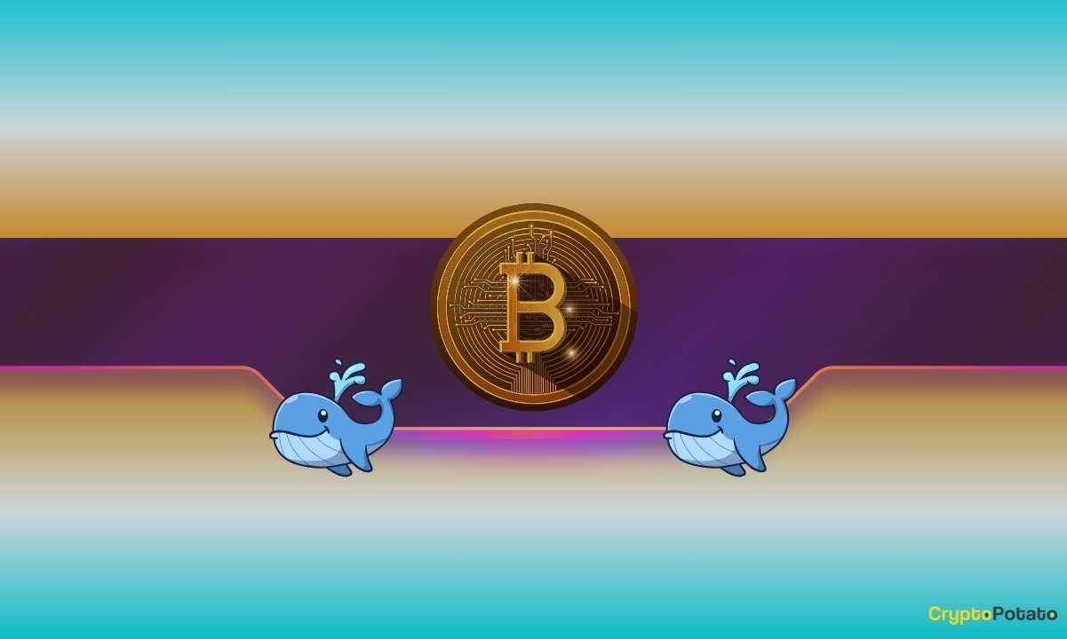 Bitcoin Whales Go on Accumulation Spree as BTC Price Reaches ‘Make-or-Break' Point