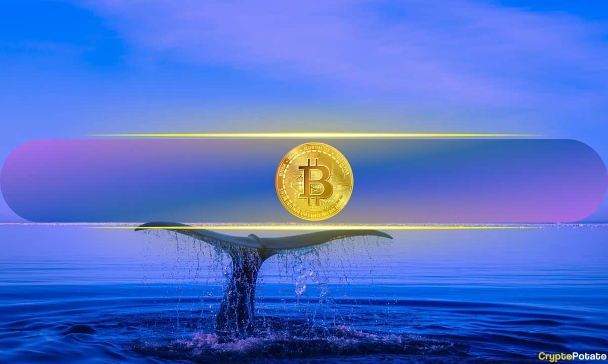 Bitcoin's Biggest Holders Ramp Up Buying While Retail Traders Remain Flat