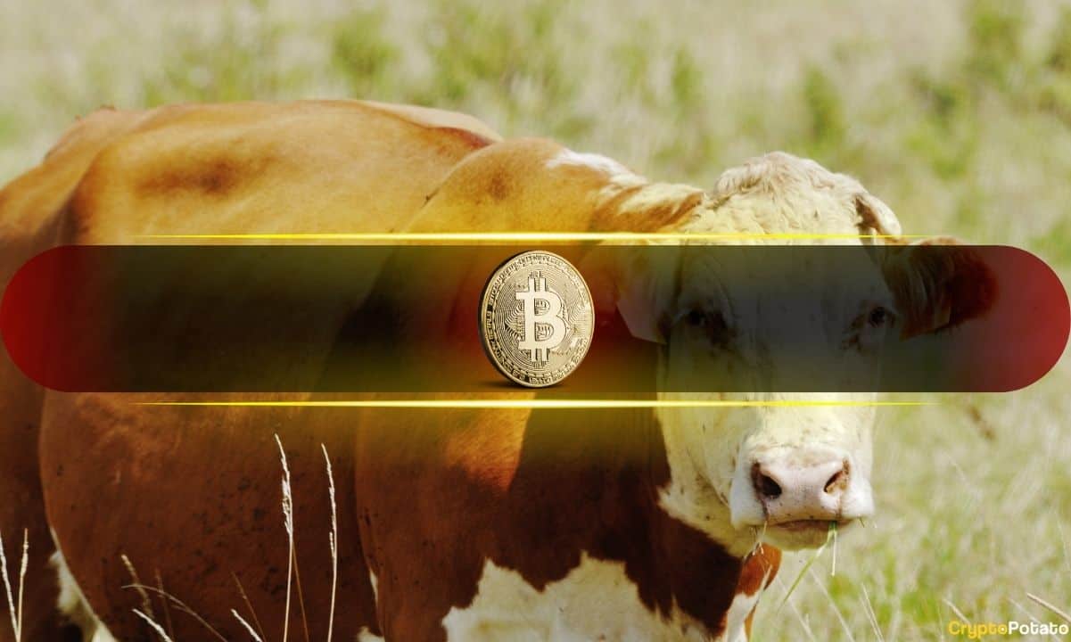Bitcoin's RSI Has Done This Only Near Major Bull Runs: Analyst