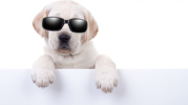 Buy 1 June Dow Dog, And Watch 3