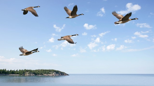 Canada Goose: Feathers Intact And Setting The Stage For Future Growth