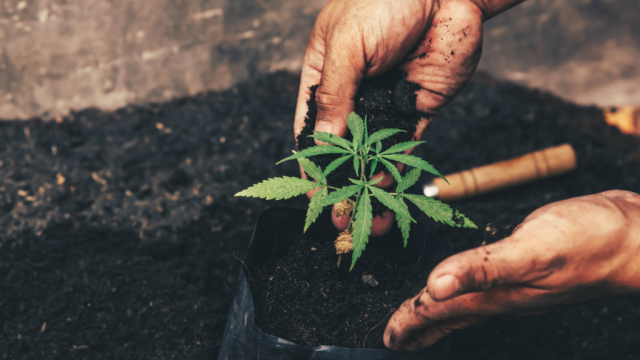 Cannabis Sector Intriguing: Here's One Stock To Watch