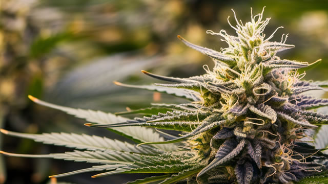 Foto von Cannabis Stock Tilray Brands Loses 19% in a Month: Time to Sell or Hold?