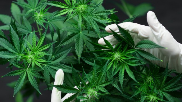 Cannabis stocks jump as Biden administration advances marijuana rescheduling proposal