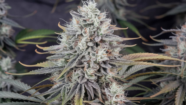 Canopy Growth Corporation (CGC) Beats Stock Market Upswing: What Investors Need to Know