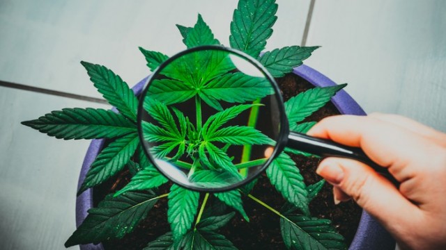 Canopy Growth loss narrows as operating expenses drop