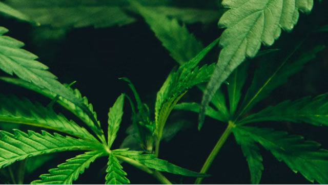 Canopy Growth posts mixed Q3 results, narrower loss amid ongoing cost cuts