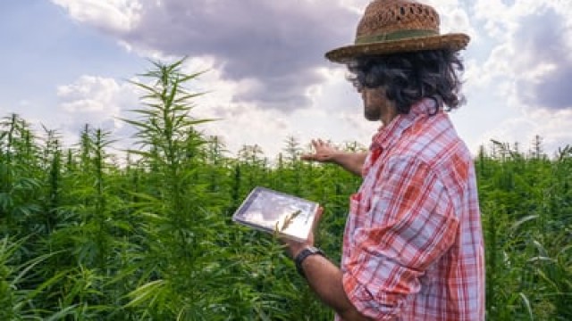 Canopy Growth vs. SNDL vs. Tilray Brands: What's the Best Pot Stock to Buy If You're Bullish on Legalization?