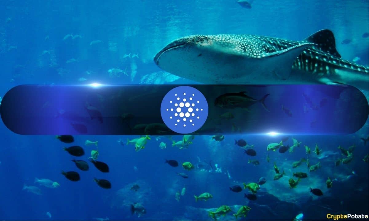 Cardano Whale Wallets Hit 4-Month High as ADA Stays Depressed