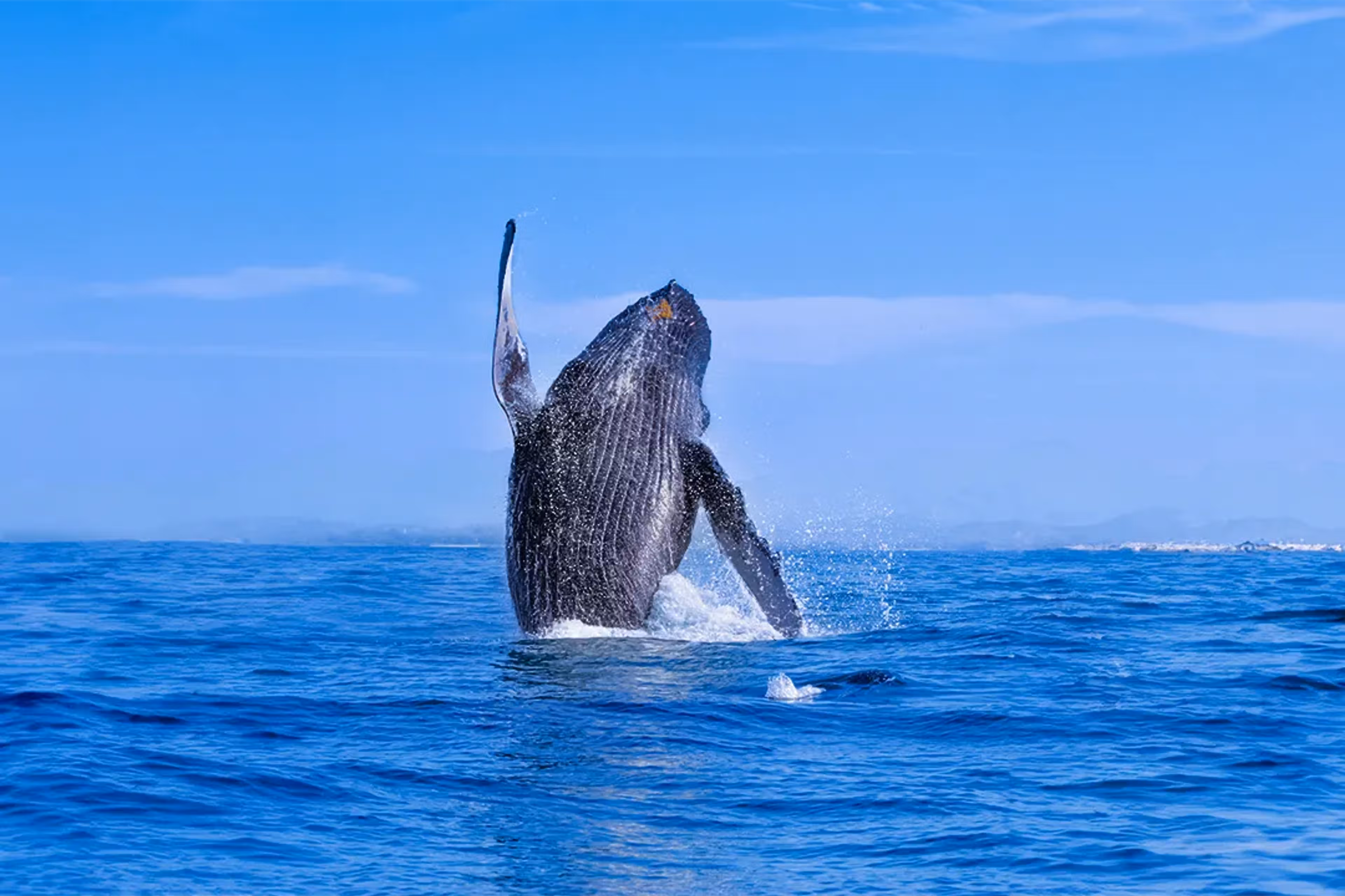 Cardano's Oldest Holders Are Moving Again — Here's What The Data Shows