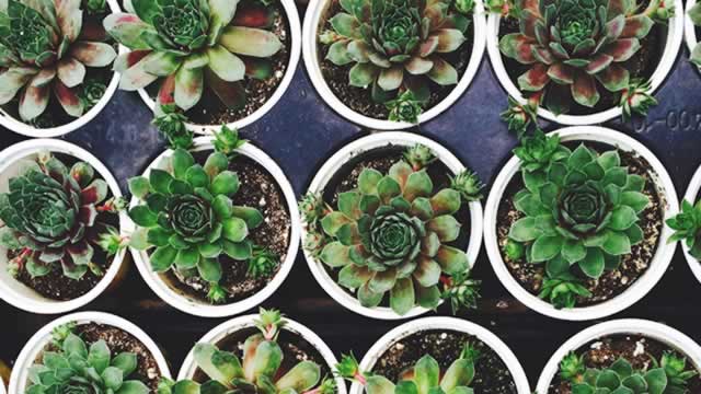 Central Garden (CENT) Upgraded to Buy: Here's What You Should Know