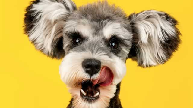 Central Garden & Pet Company (CENTA) Hits Fresh High: Is There Still Room to Run?