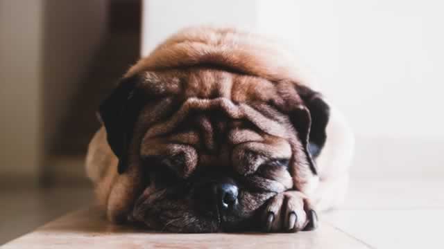 Central Garden & Pet Company: The 10% FCF Yield PE Arbitrage Nobody's Pricing In