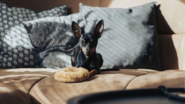 Chewy (CHWY) Rises As Market Takes a Dip: Key Facts
