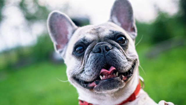 Chewy Drops 10%, Then Rebounds 3%: What's Happening After Earnings?