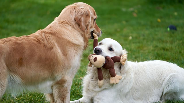 Chewy says pet ownership to keep increasing despite worries about rising costs