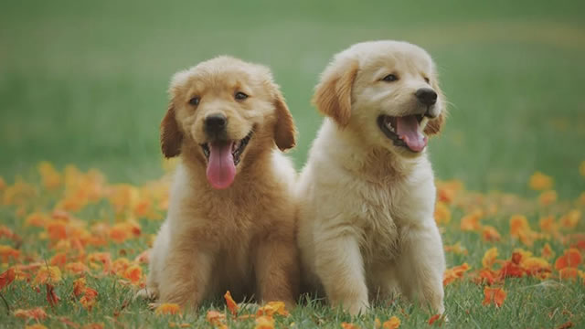 Chewy Sees Promise in Vet Clinics and Payoff From App Investments