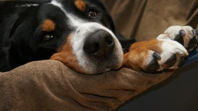 Chewy Stock Gets Much-Needed Post-Earnings Pop