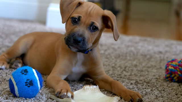 Chewy's Q4 Earnings Top Estimates, Sales Increase 14.9% Y/Y