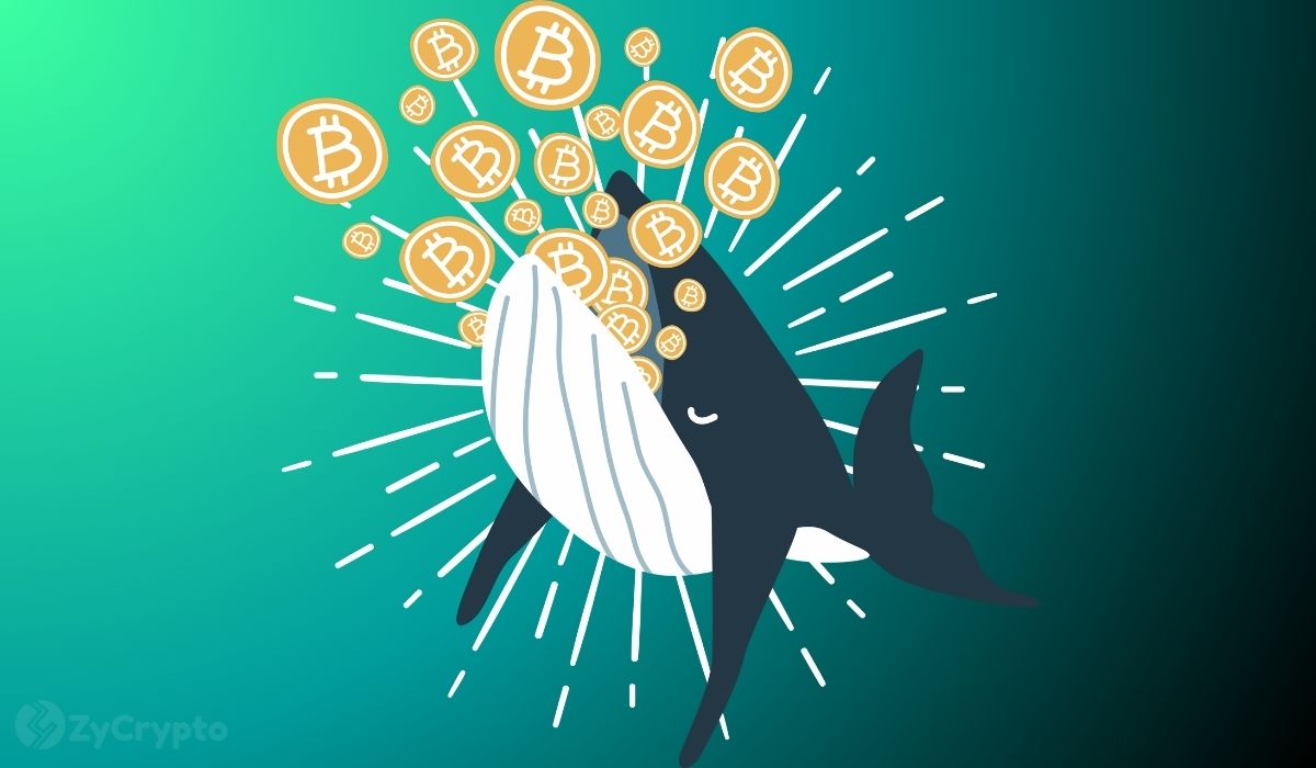 Dormant Bitcoin Whale Springs to Life after 14 Years, Moves 1,000 BTC as Price Flirts With $75,000