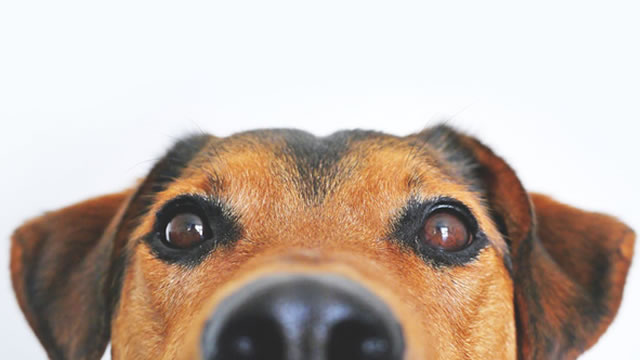 Elanco Animal Health Shares Sink On Unexpected Label Update For Canine Dermatology Drug