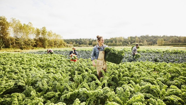 Farming For Income With 14.3% Yield: XFLT