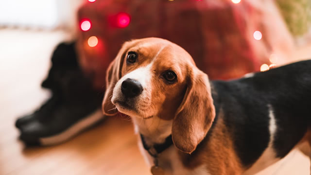 FDA approves Elanco's dermatitis treatment for dogs