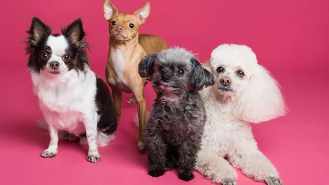 Five Below's ex-CEO is going to Petco — but could find similar challenges