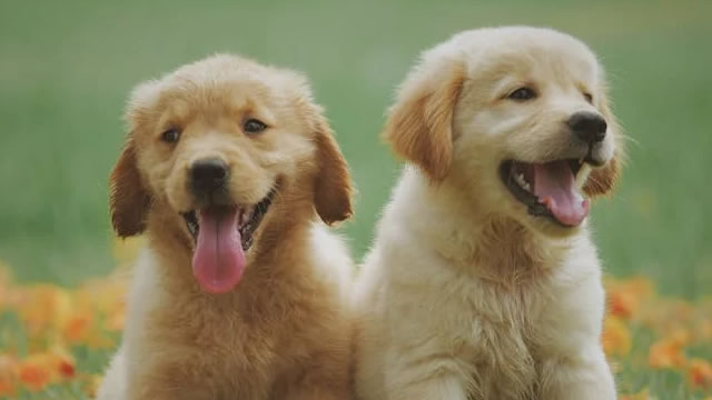Freshpet Analysts Boost Their Forecasts Following Strong Q2 Results