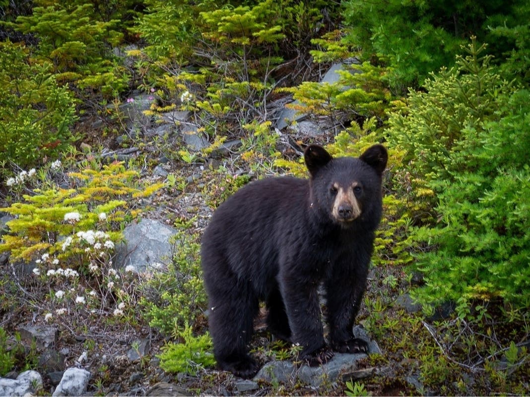 Fridge-Raiding Bear Won’t Leave This Monrovia Woman Alone