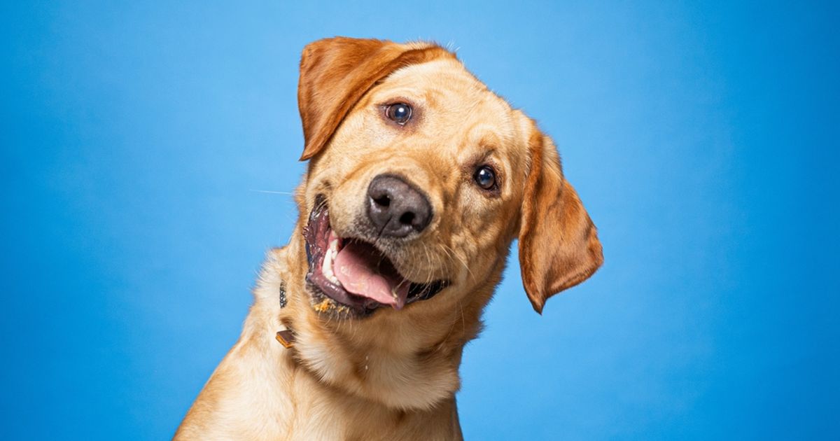 Genflow is ready for  “a year of catalysts” - ICYMI