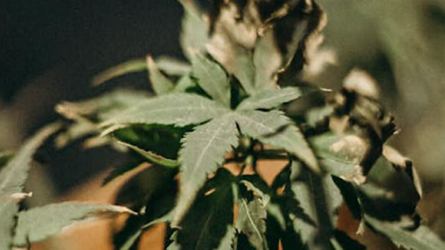 Green Thumb Industries Inc. (GTBIF) Reports Q2 Loss, Tops Revenue Estimates