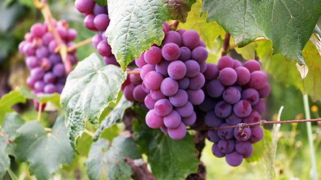 Greencore Group shares rise as interims signal positive momentum