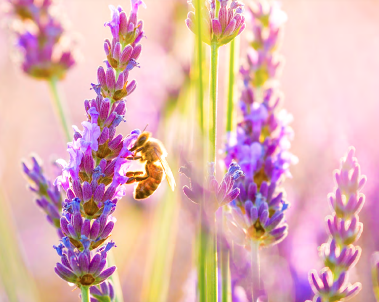 Henkel 2023 Sustainability Report: Regenerative Planet