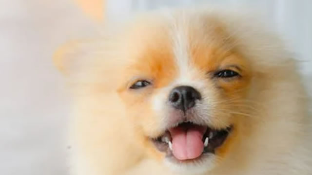 Here's Why Chewy (CHWY) is a Strong Momentum Stock