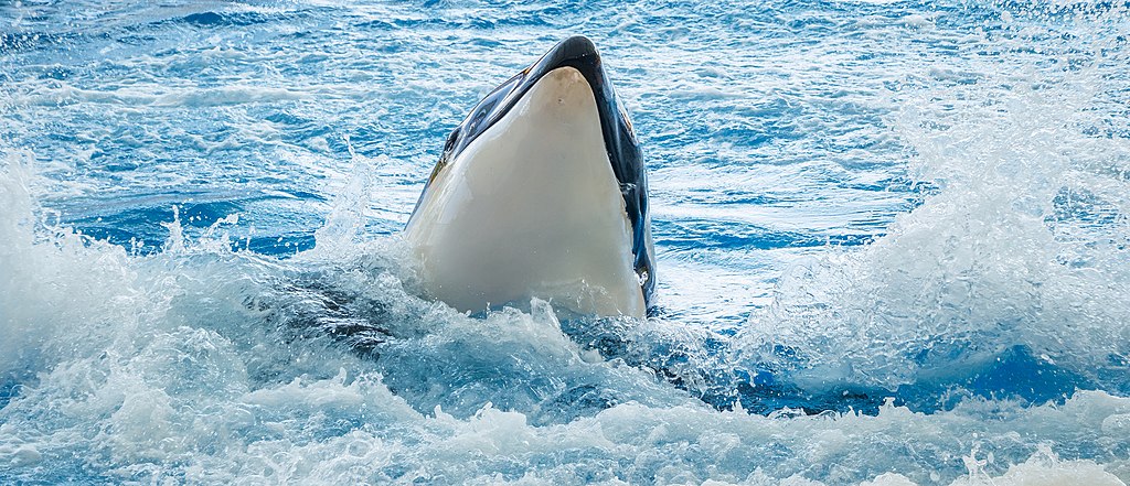 HYPE Whale Stakes $32.9M on Hyperliquid as Token Extends Weekly Decline