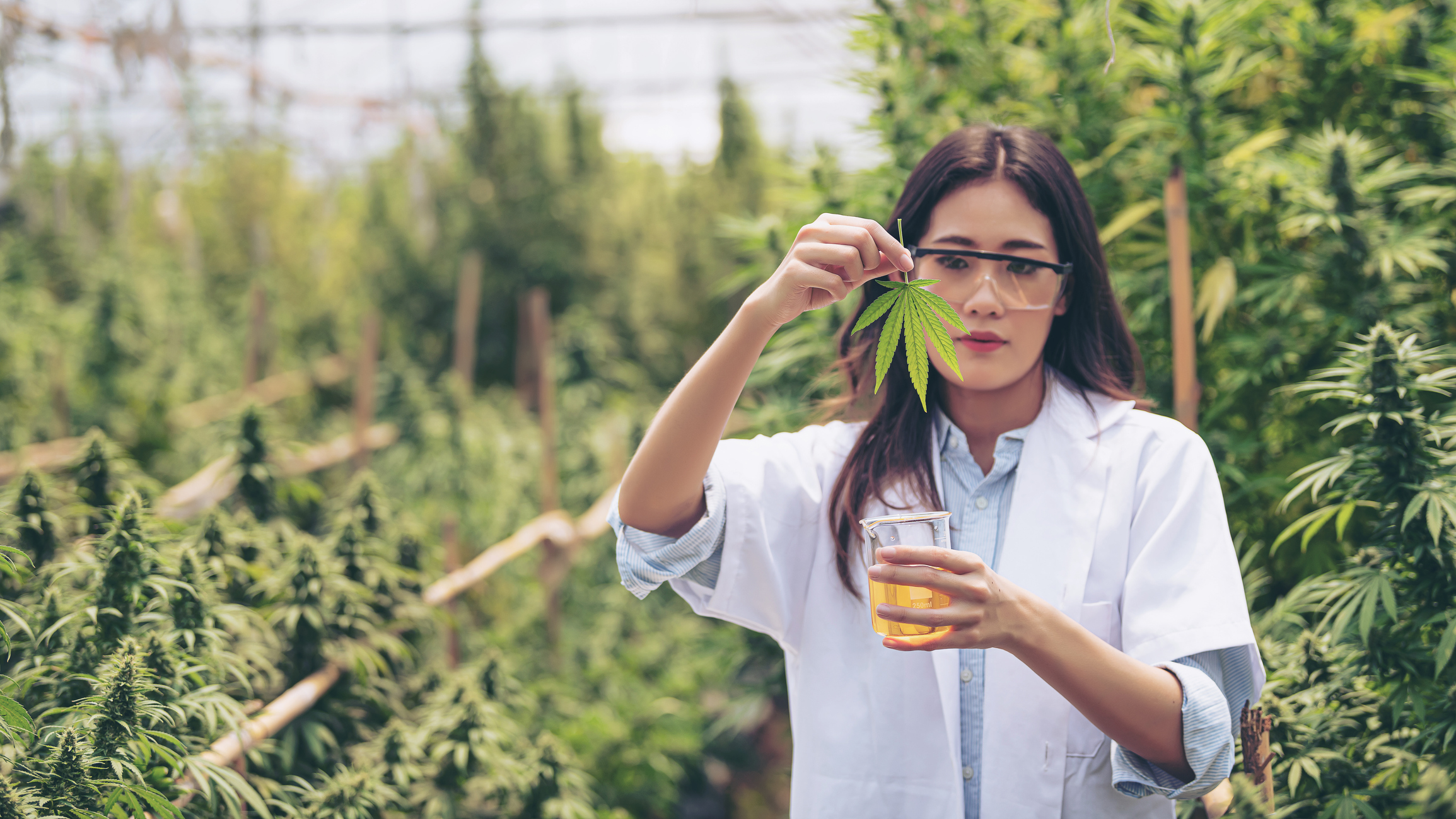 If You'd Invested $500 in Tilray Brands 5 Years Ago, Here's How Much You'd Have Today